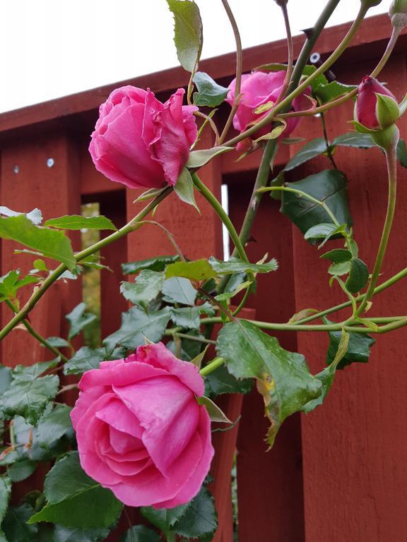 Brabo B&B Och Cafe Oskarshamn Eksteriør billede